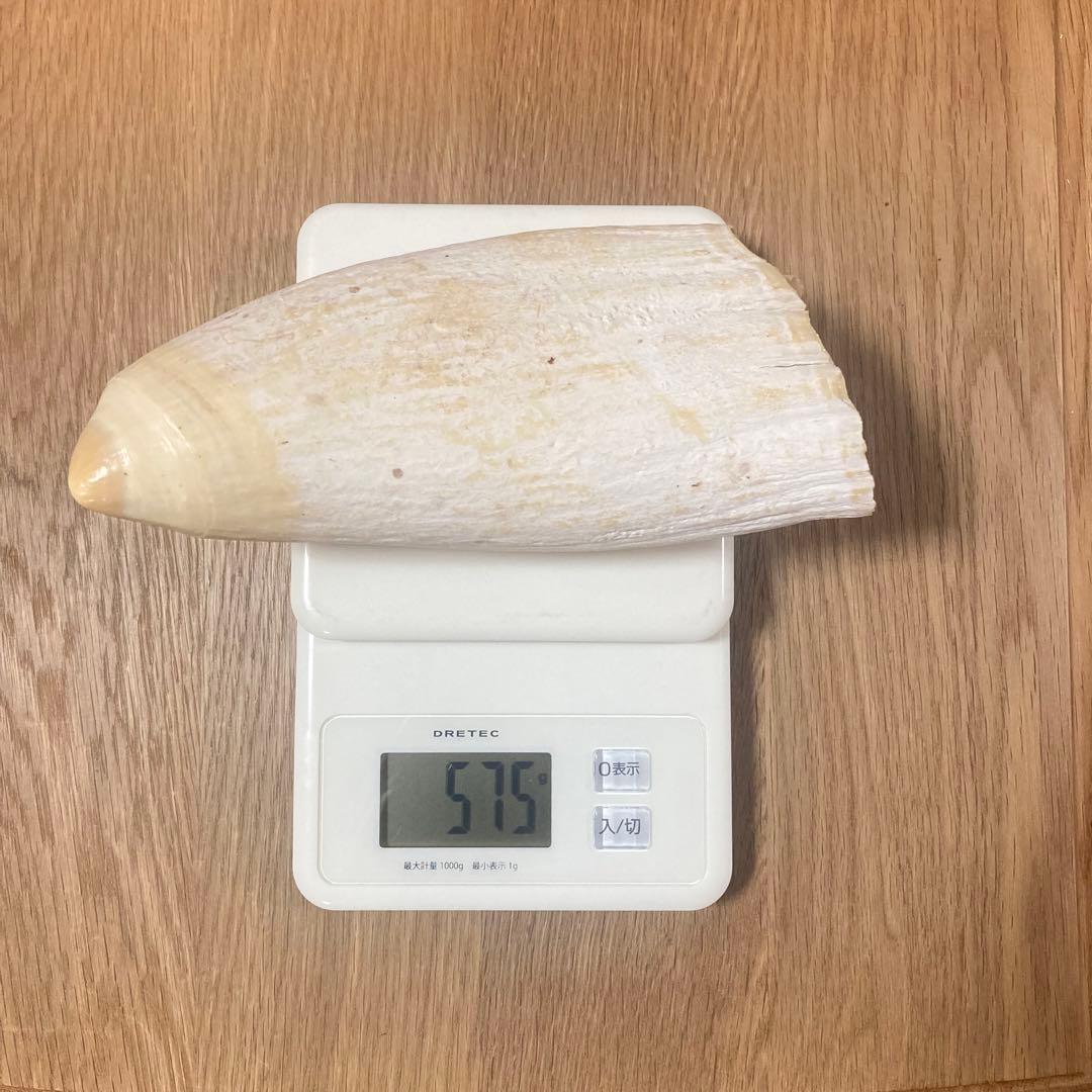 抹香鯨　マッコウクジラ 歯牙 印材 根付 鯨歯 575g