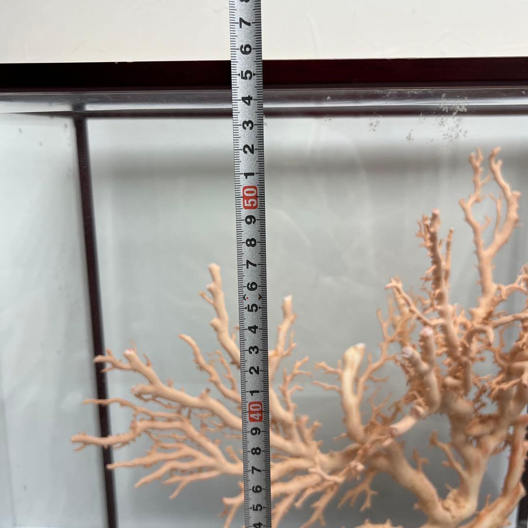 本桃色珊瑚　超特大原木　ガラスケース付　東Y8-0105☆2Fタサオ