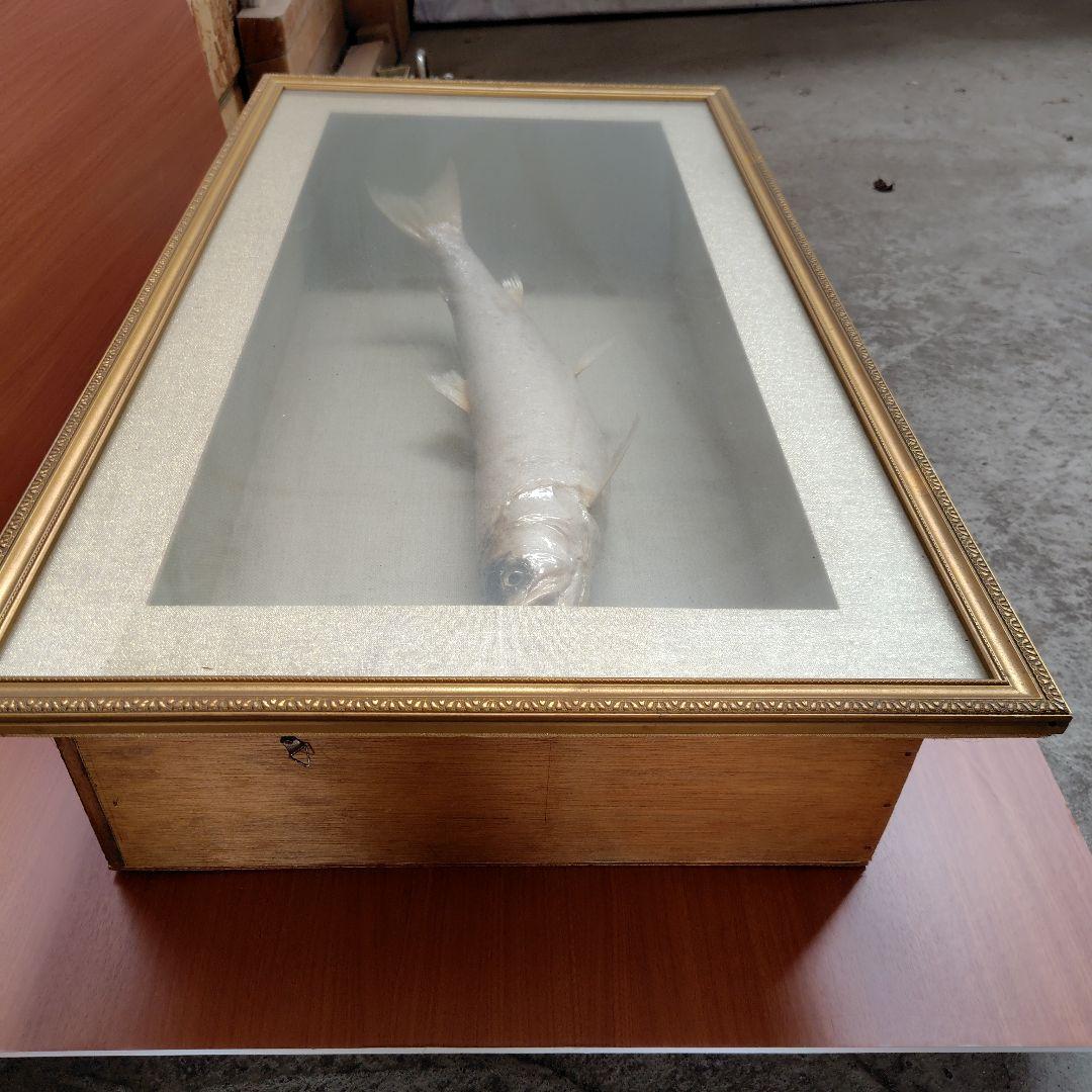 イトウの標本（剥製）