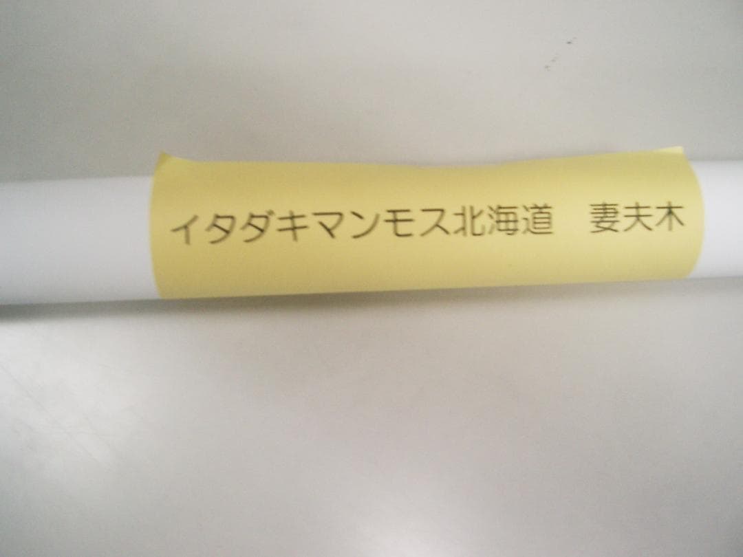 妻夫木聡 ANAスカイホリデー　入手困難非売品　B1サイズポスター