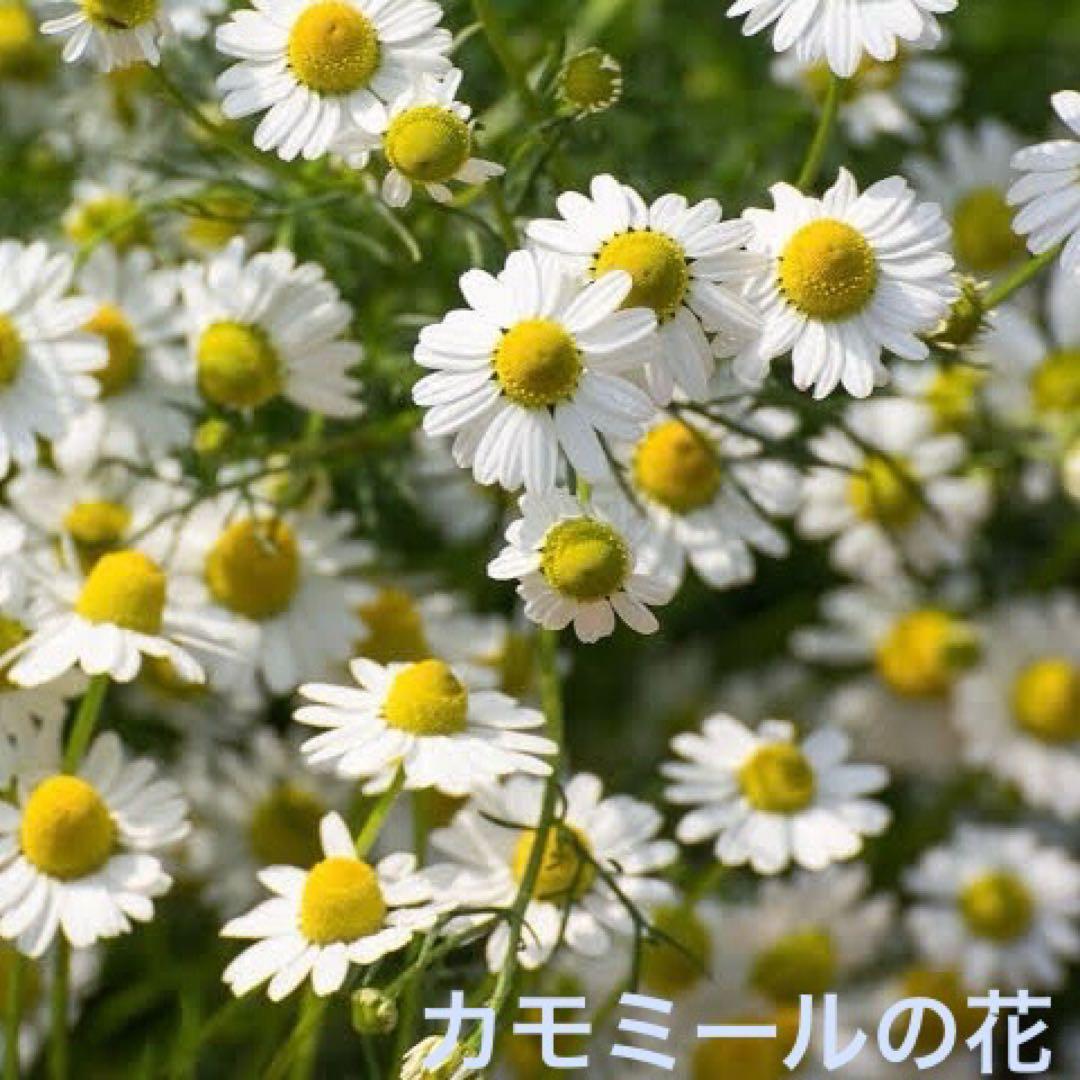 ミッタルティー　ピーチ・カモミール　印度緑茶葉100gパウチ袋入り