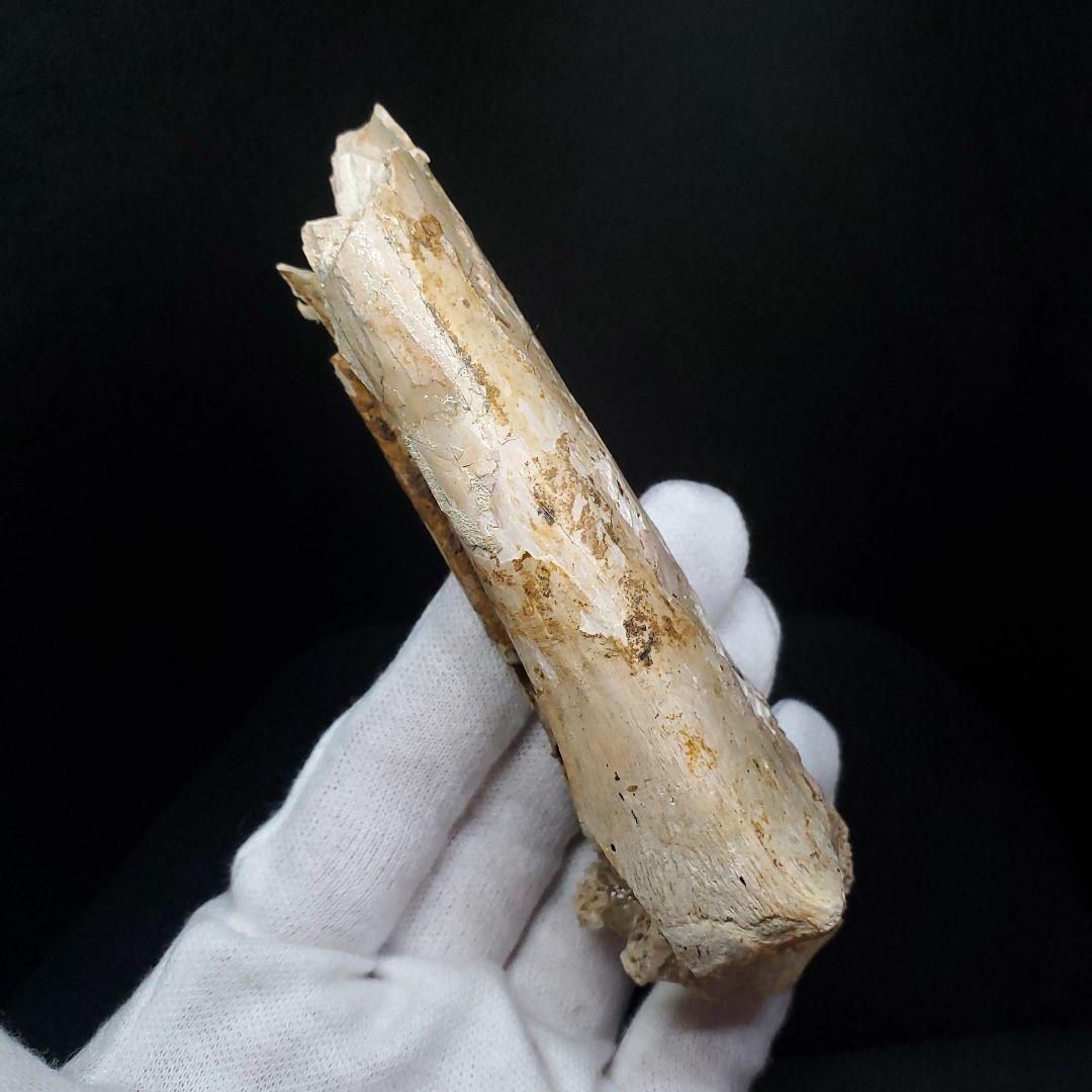 希少 アンハングエラ 化石 中手骨 恐竜 本物 111.02mm fr74