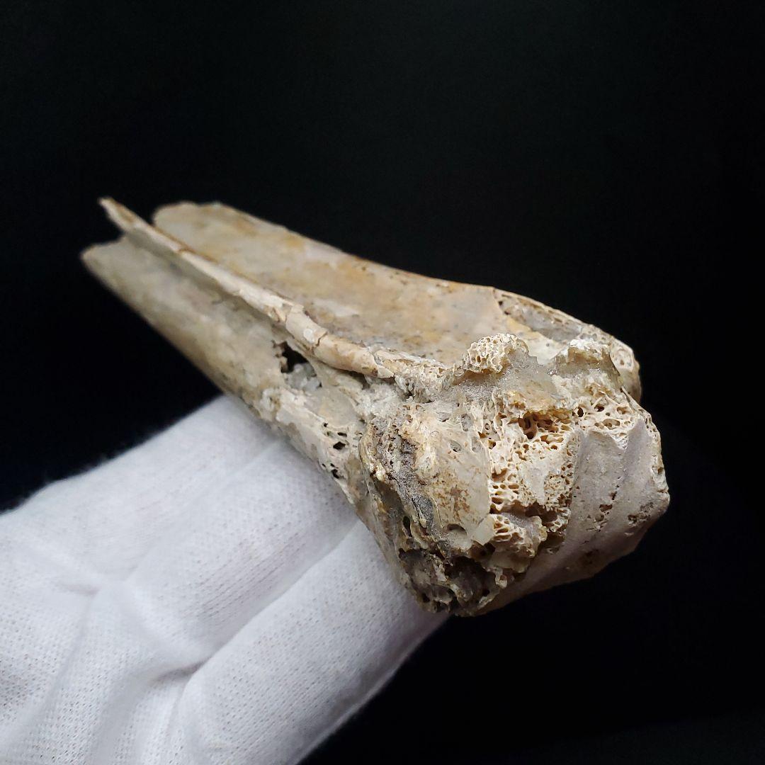 希少 アンハングエラ 化石 中手骨 恐竜 本物 111.02mm fr74