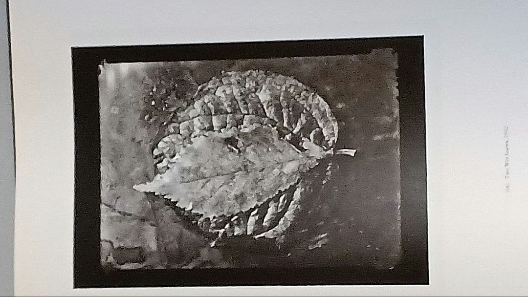 プラハの光 JOSEF SUDEK 写真集