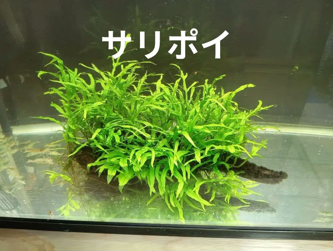 ミクロソリウムsp.サリポイ　流木活着