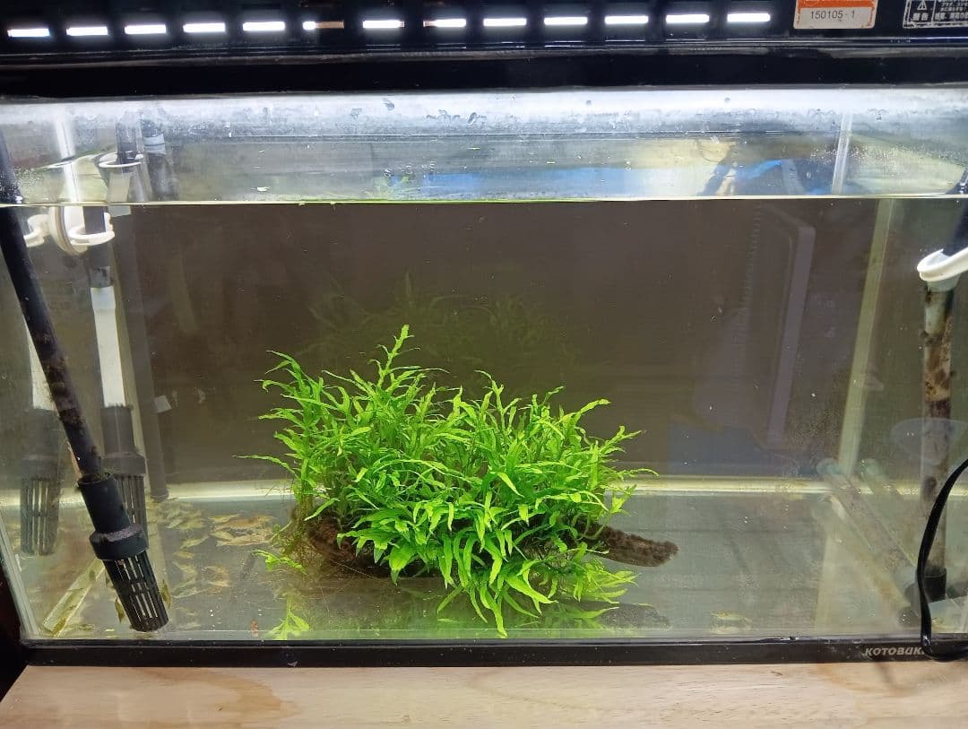 ミクロソリウムsp.サリポイ　流木活着