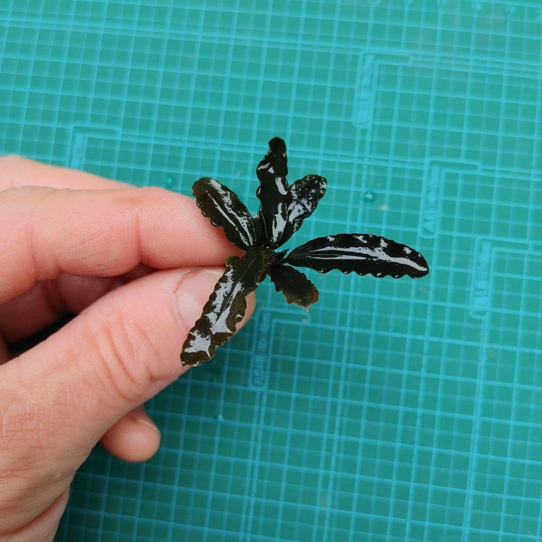 ブセファランドラ　 Diablo　水上葉