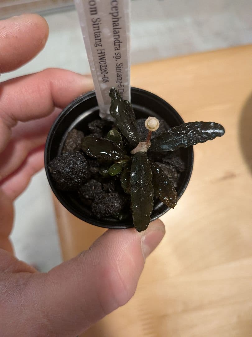 ブセファランドラ　 Diablo　水上葉