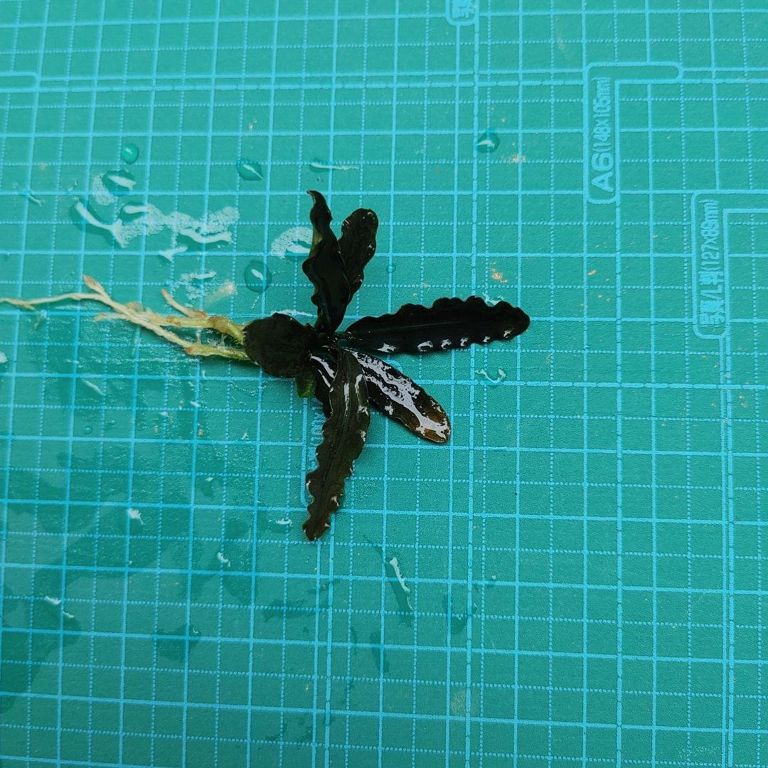 ブセファランドラ　 Diablo　水上葉