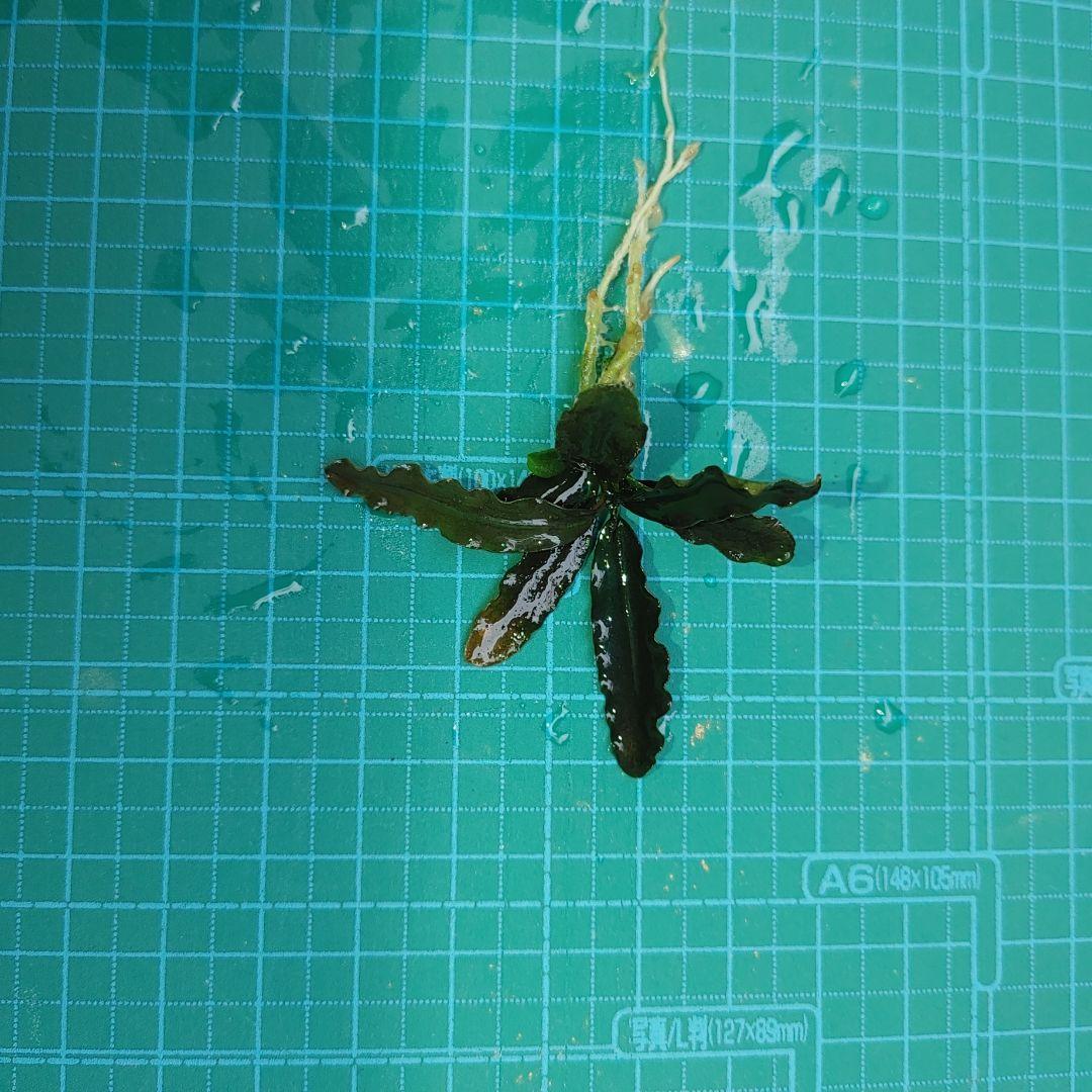 ブセファランドラ　 Diablo　水上葉