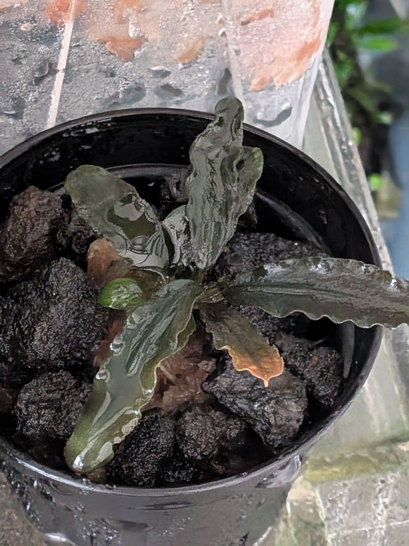 ブセファランドラ　 Diablo　水上葉