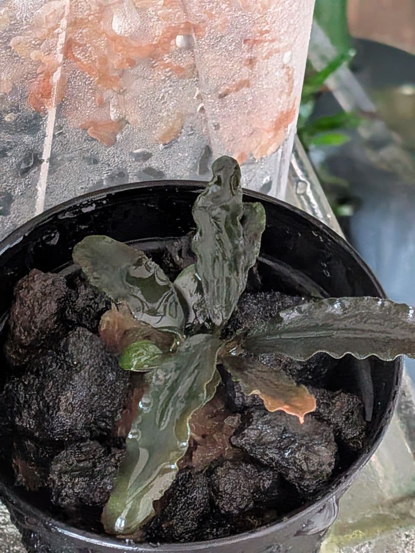 ブセファランドラ　 Diablo　水上葉