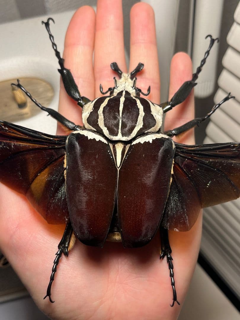 【開翅95mm】ゴライアスオオツノハナムグリWC Goliath 標本