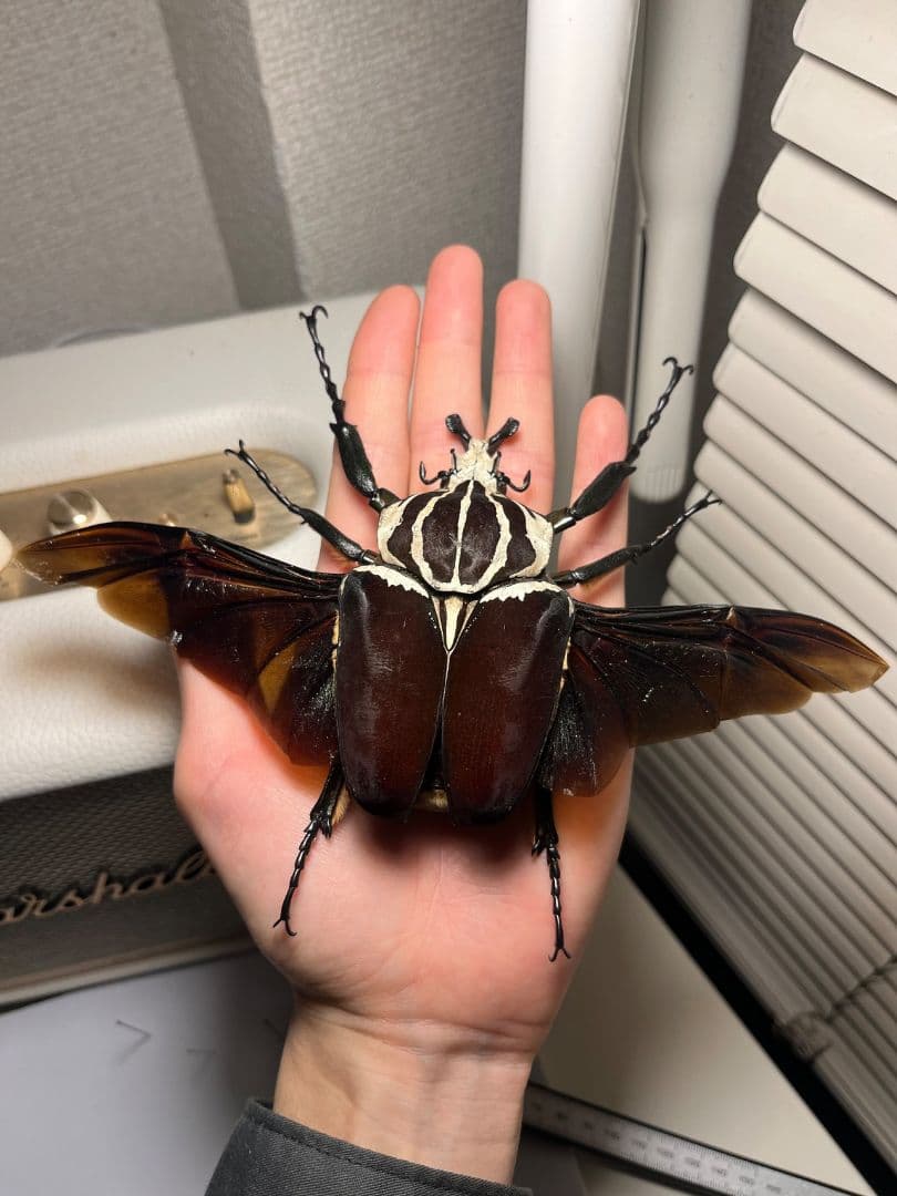 【開翅95mm】ゴライアスオオツノハナムグリWC Goliath 標本