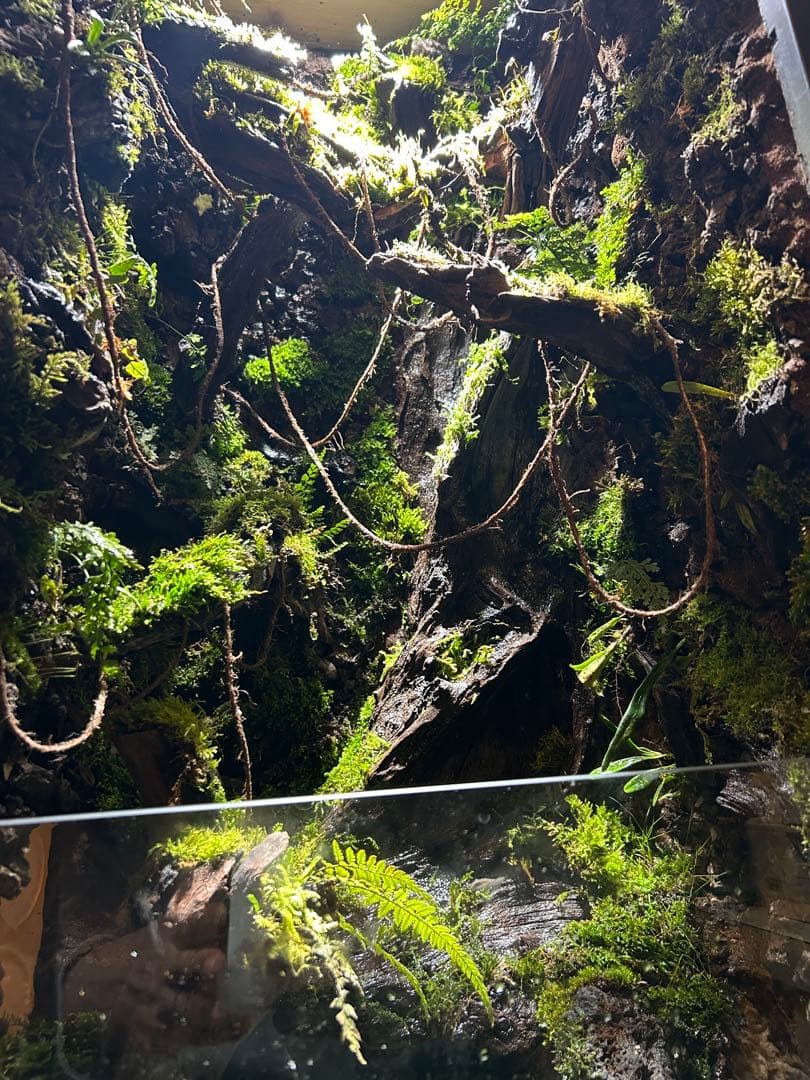 巨大テラリウム　縦型