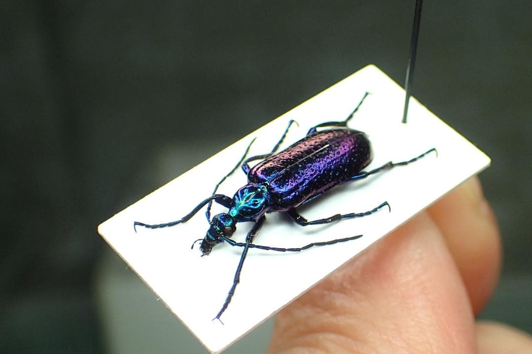 まるで宇宙空間を彷彿とさせられる　豪州の美麗ツチハンミョウ