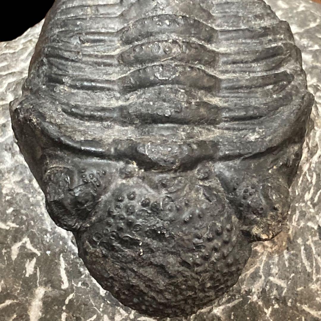 三葉虫化石 特大サイズ　全長約13cm