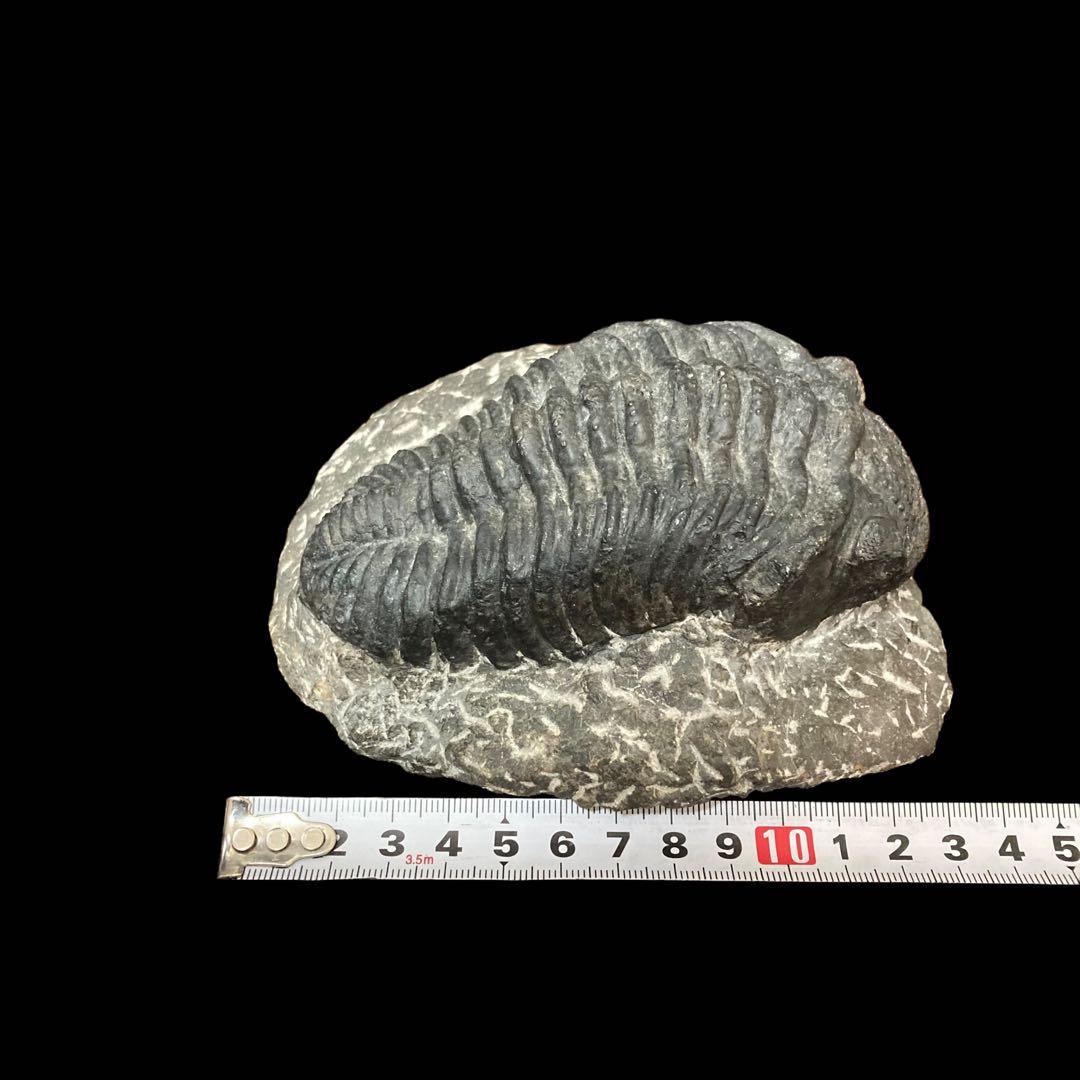 三葉虫化石 特大サイズ　全長約13cm