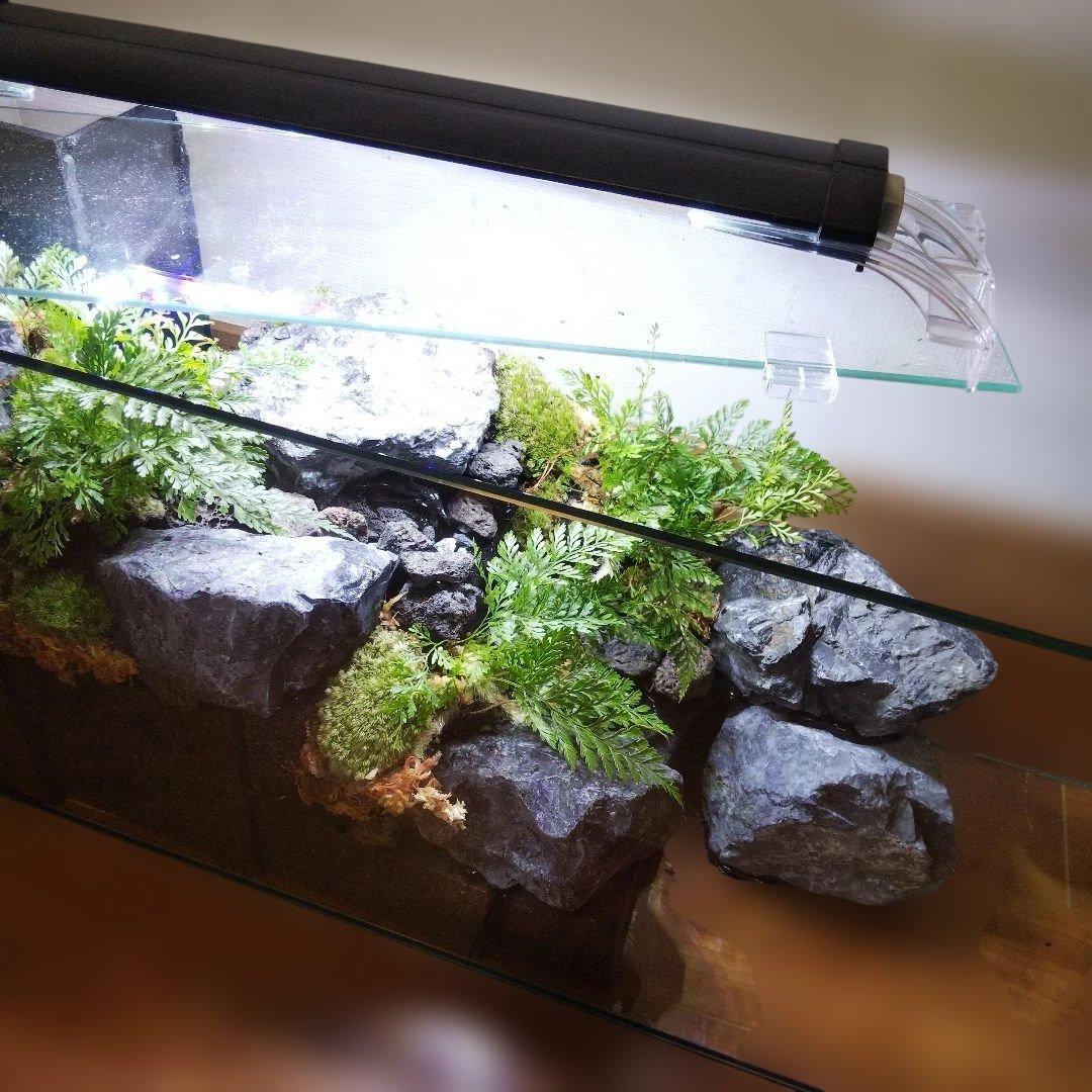 【受注生産】６0センチ水槽アクアテラリウム　イモリウム　苔テラリウム　テラリウム