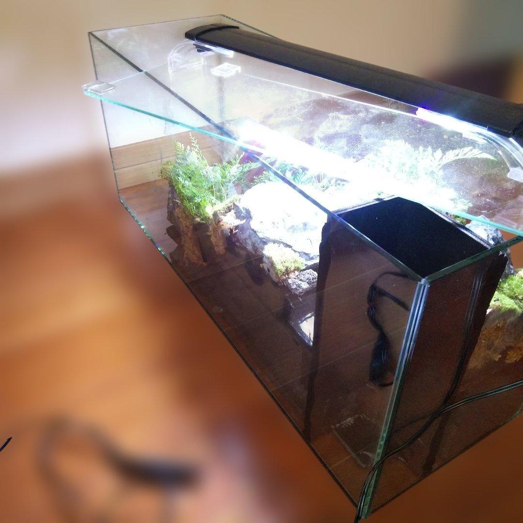 【受注生産】６0センチ水槽アクアテラリウム　イモリウム　苔テラリウム　テラリウム