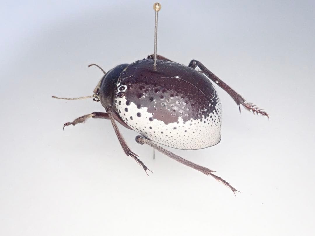 欧州のゴミダマ