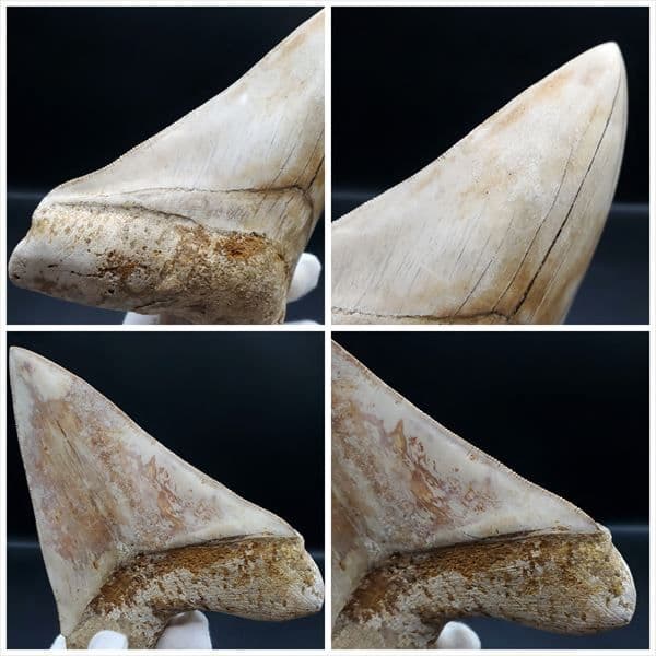 極上 メガロドン 歯 化石 本物 インドネシア 127.72mm mg10