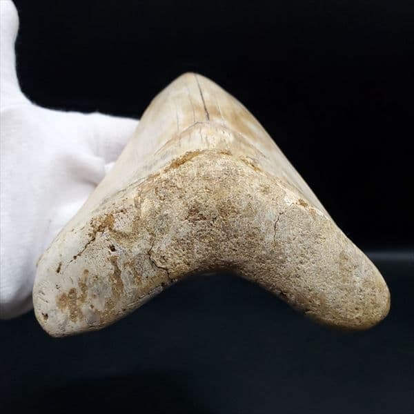 極上 メガロドン 歯 化石 本物 インドネシア 127.72mm mg10