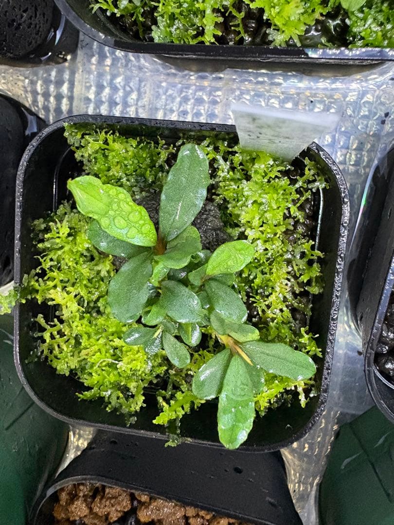 ブセファランドラ sp（銀葉） 1株