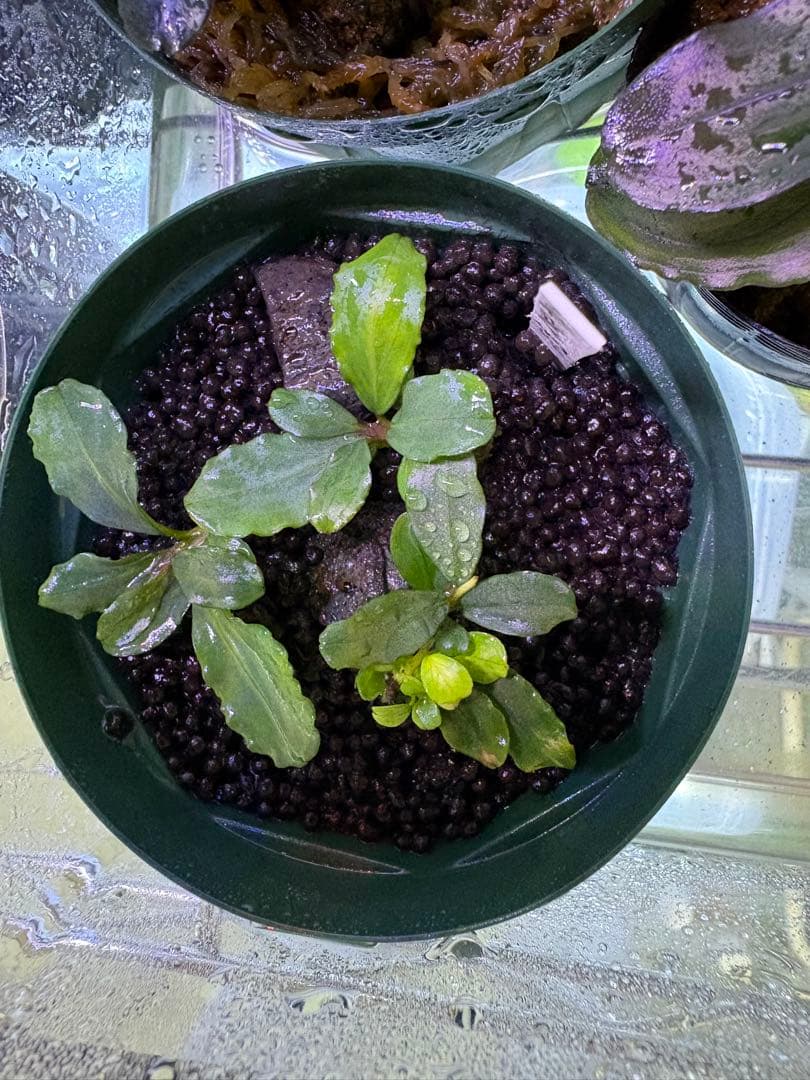 ブセファランドラ sp（銀葉） 1株