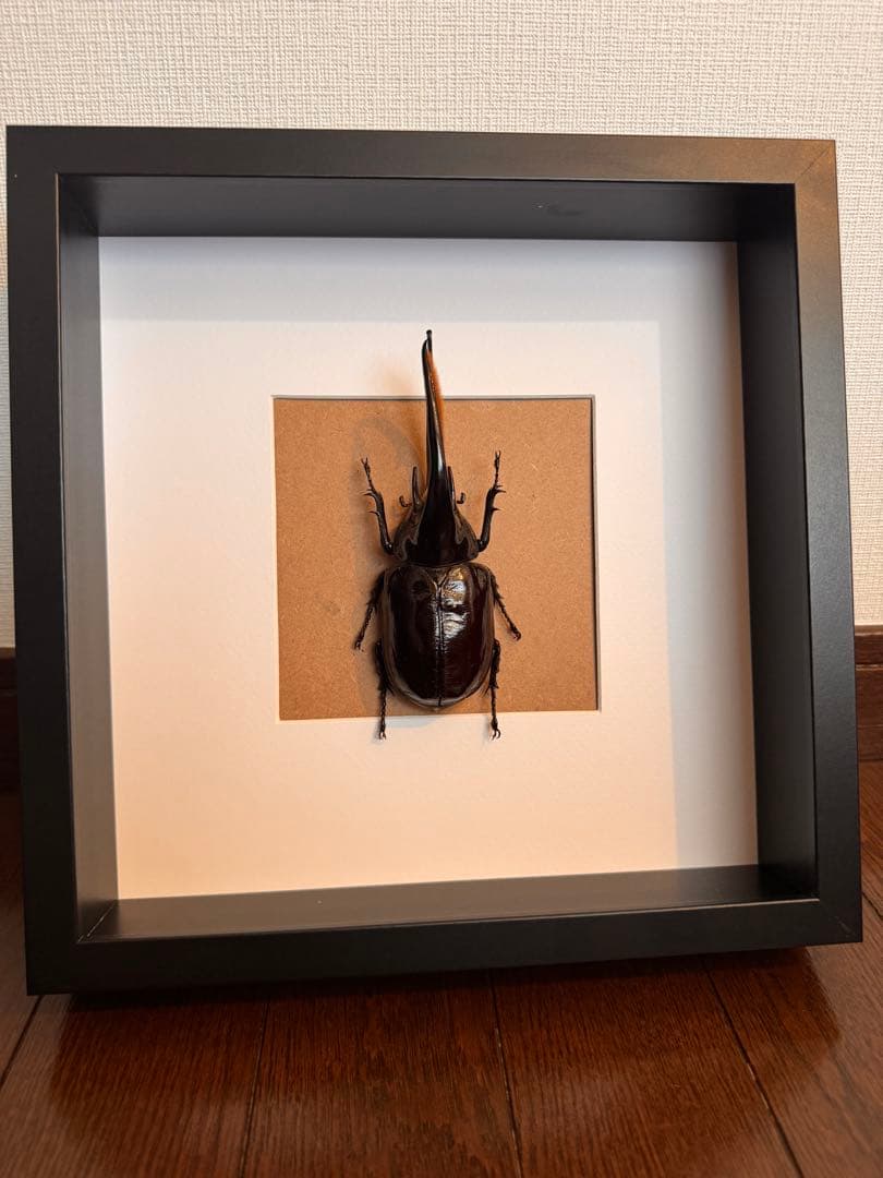 ネプチューンオオカブト　壁掛け標本