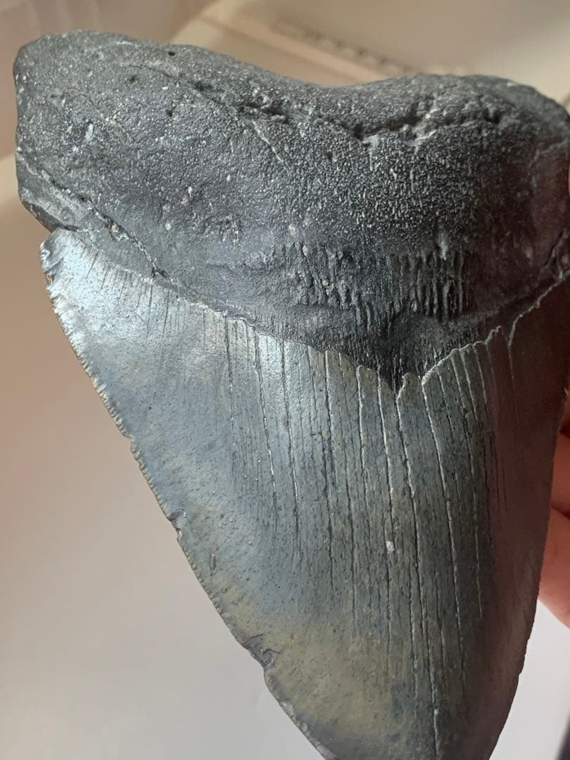 最大級　メガロドン　化石　サメの歯　423g　隕石　恐竜　爪　牙　三葉虫　骨