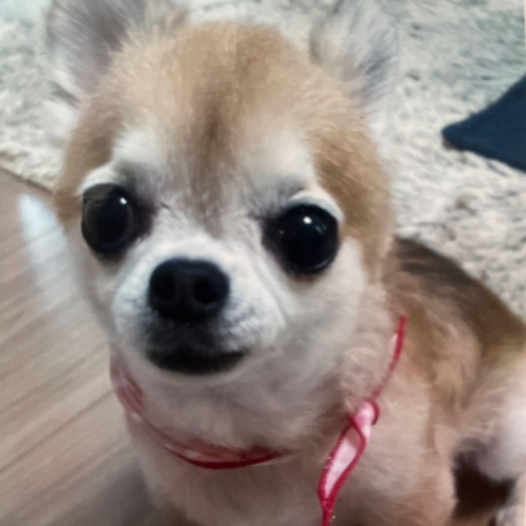 小型犬用手編み服　めぐみのこ