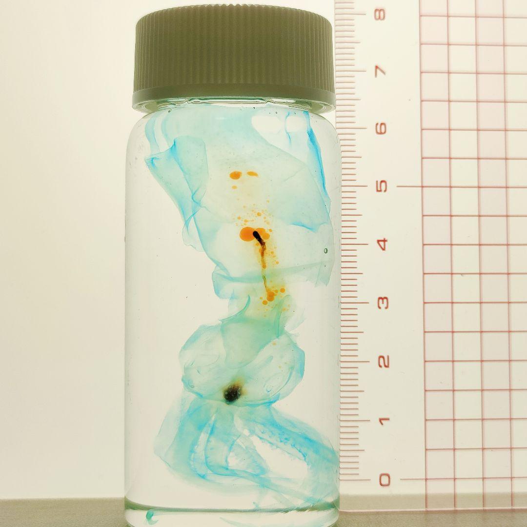 大特価☆数量限定☆透明骨格標本 11本セット レア 深海生物含む