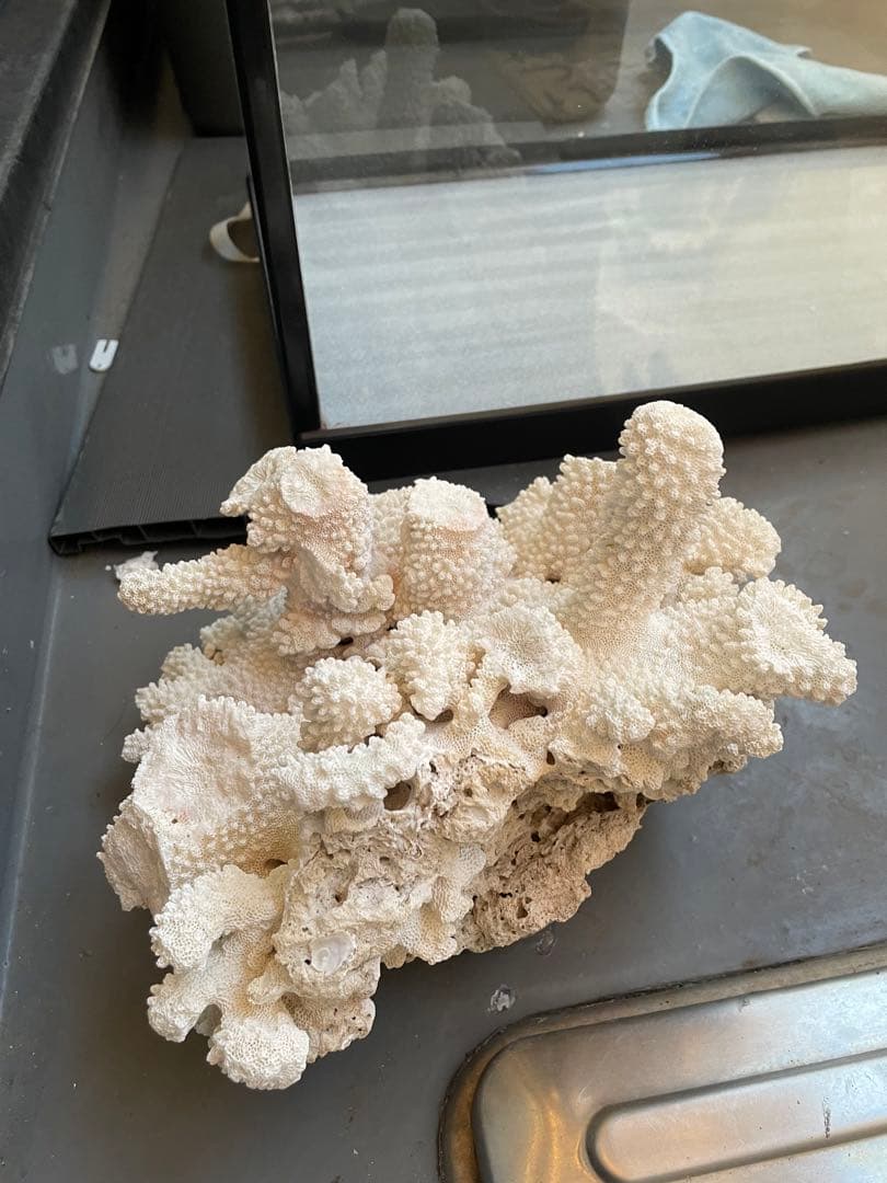 ホワイトサンゴ 自然形状 アクアリウム用