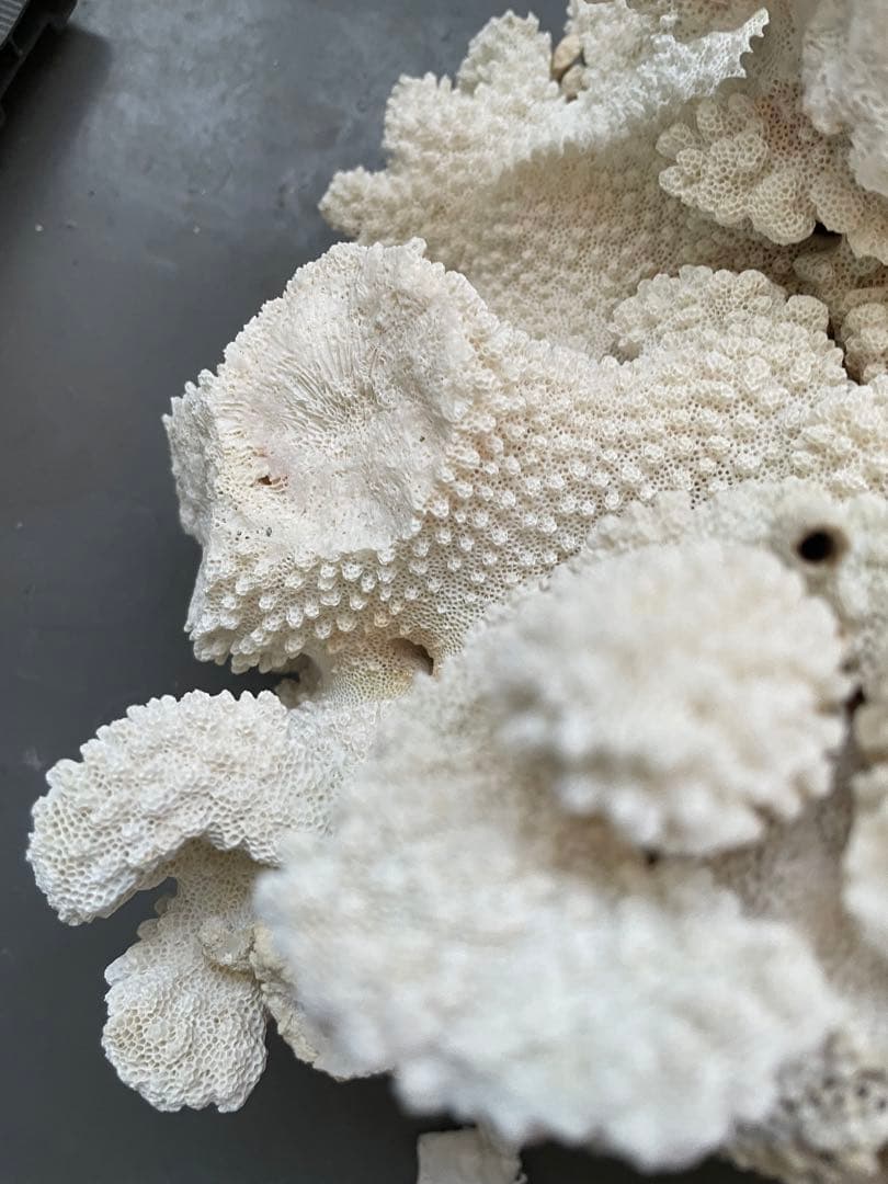 ホワイトサンゴ 自然形状 アクアリウム用