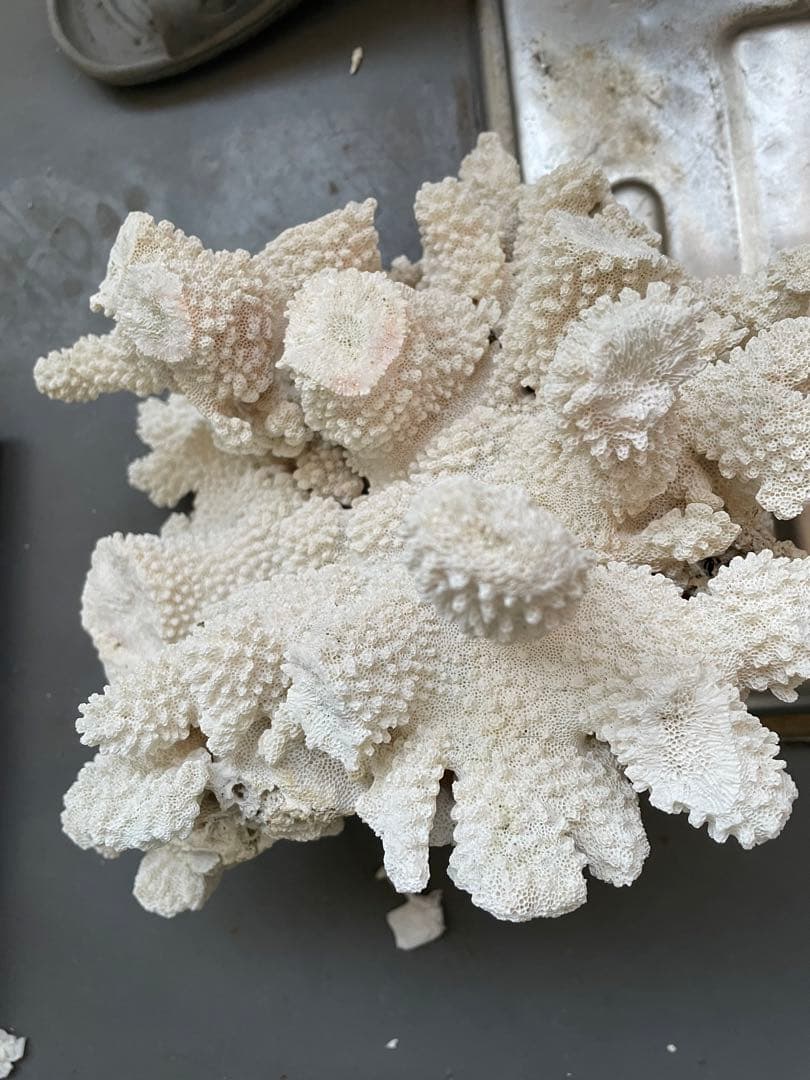 ホワイトサンゴ 自然形状 アクアリウム用