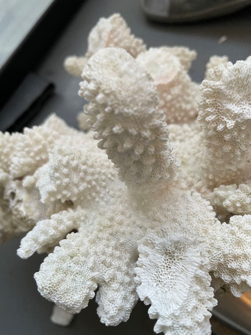 ホワイトサンゴ 自然形状 アクアリウム用