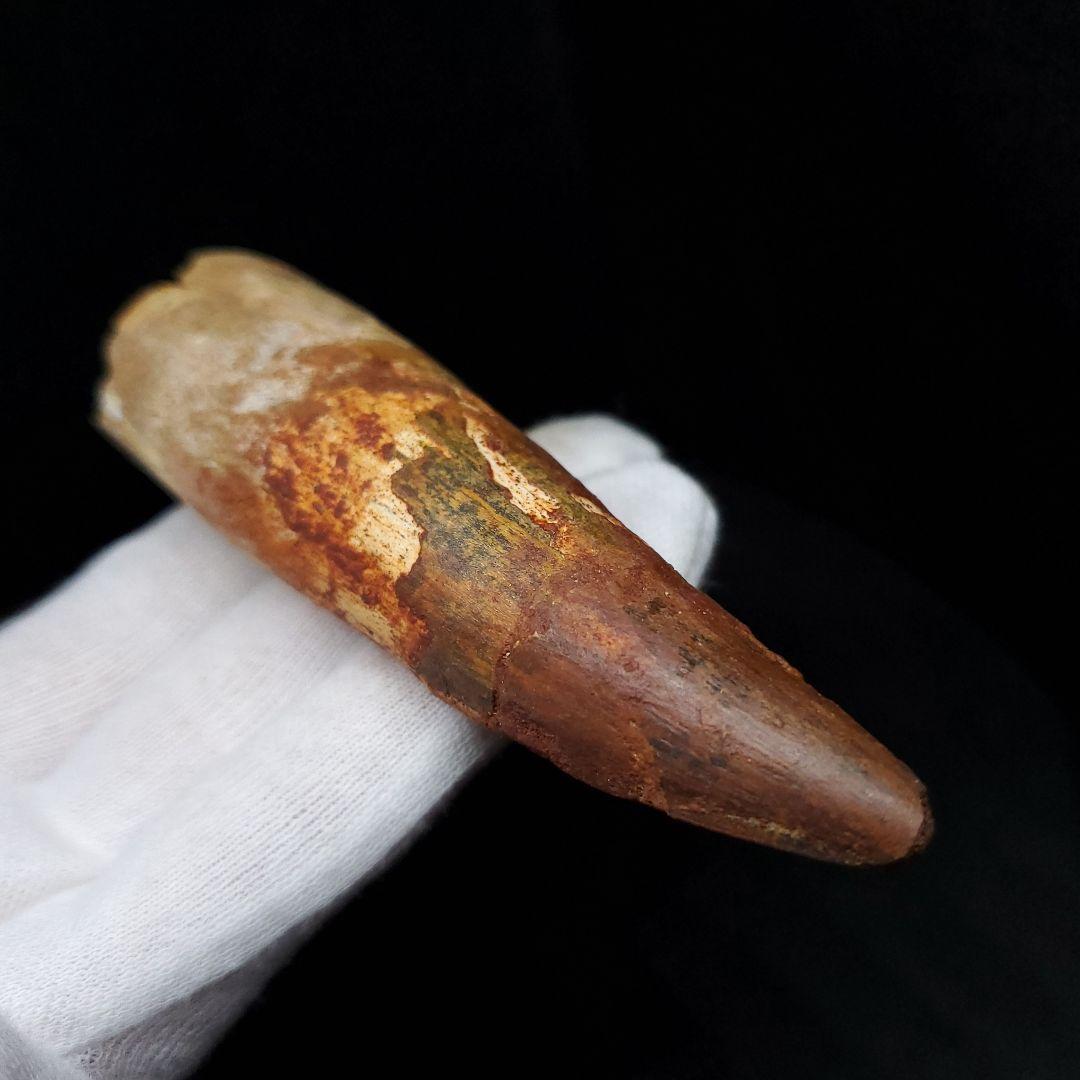 美品 スピノサウルス 本物 モロッコ産 94.41mm  sp435