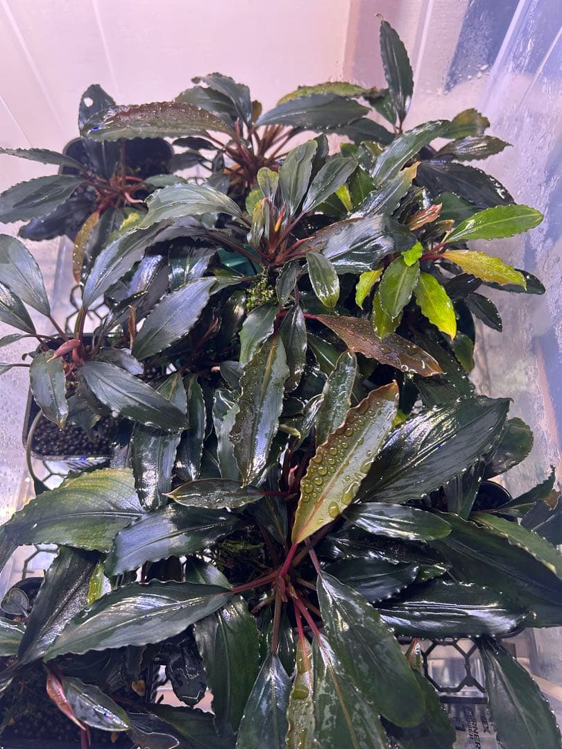 【AZ便】Bucephalandra sp. \"Deep Purple\" 初便