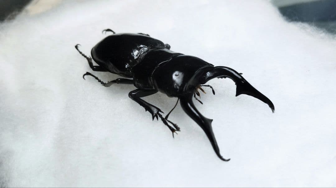 超特大！！Odontolabis kikuchii 47mm