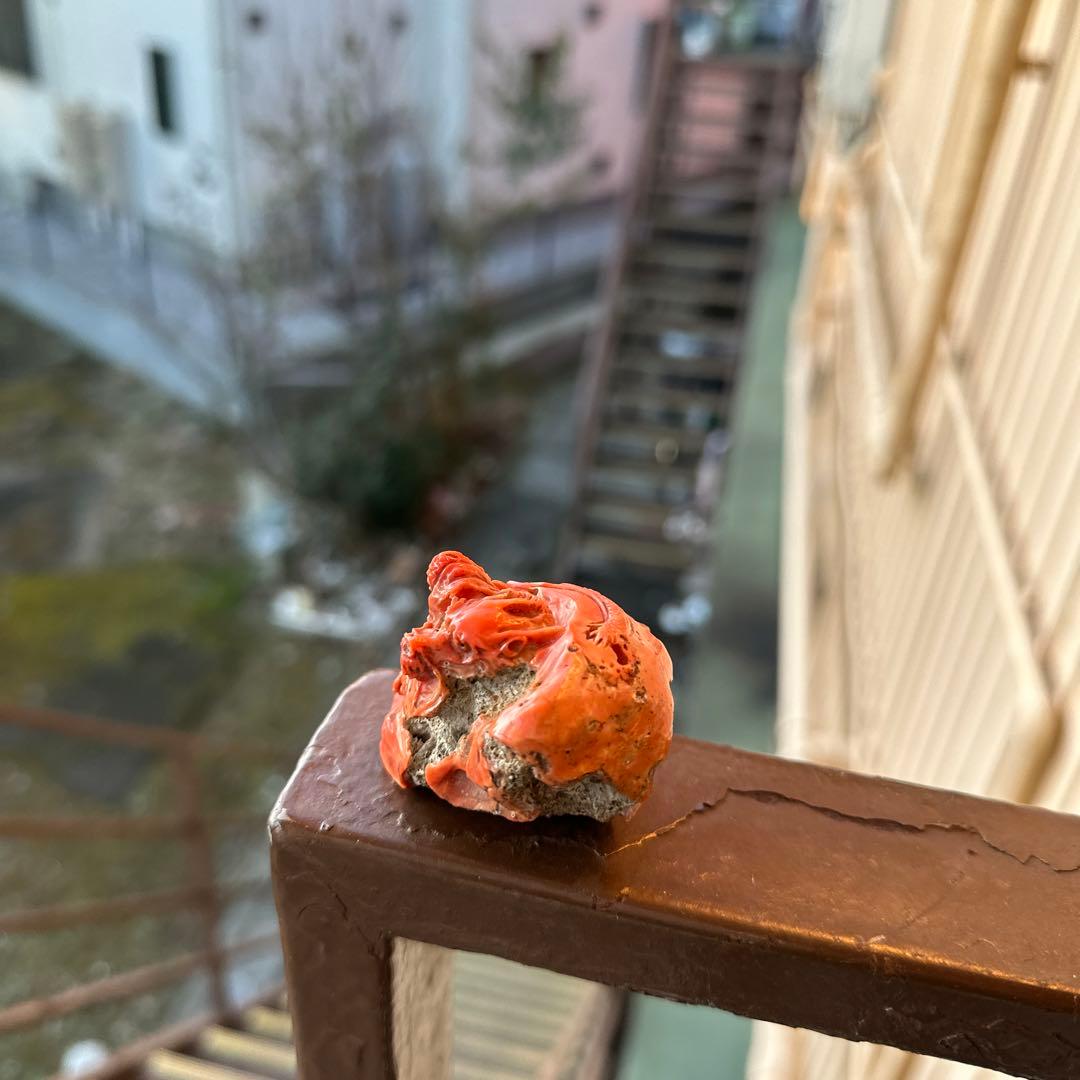 赤珊瑚　根付　大名　根付　龍