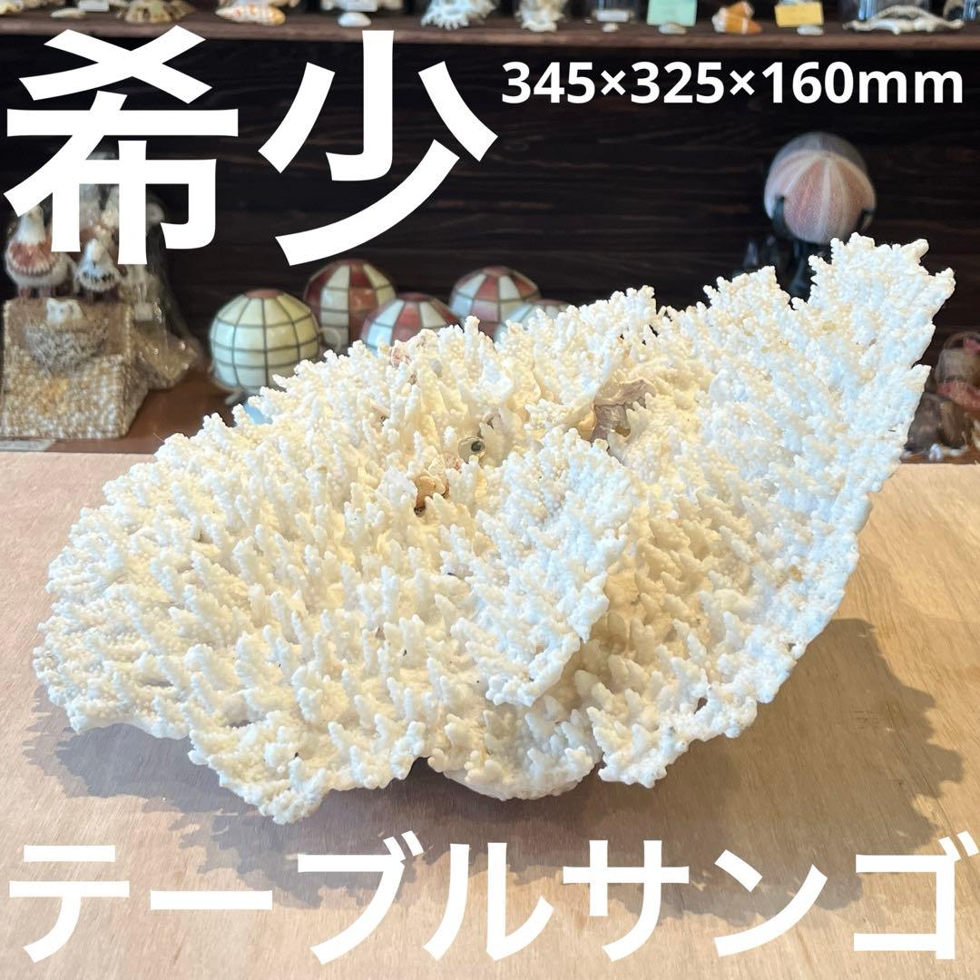 希少　長崎県産　テーブルサンゴ