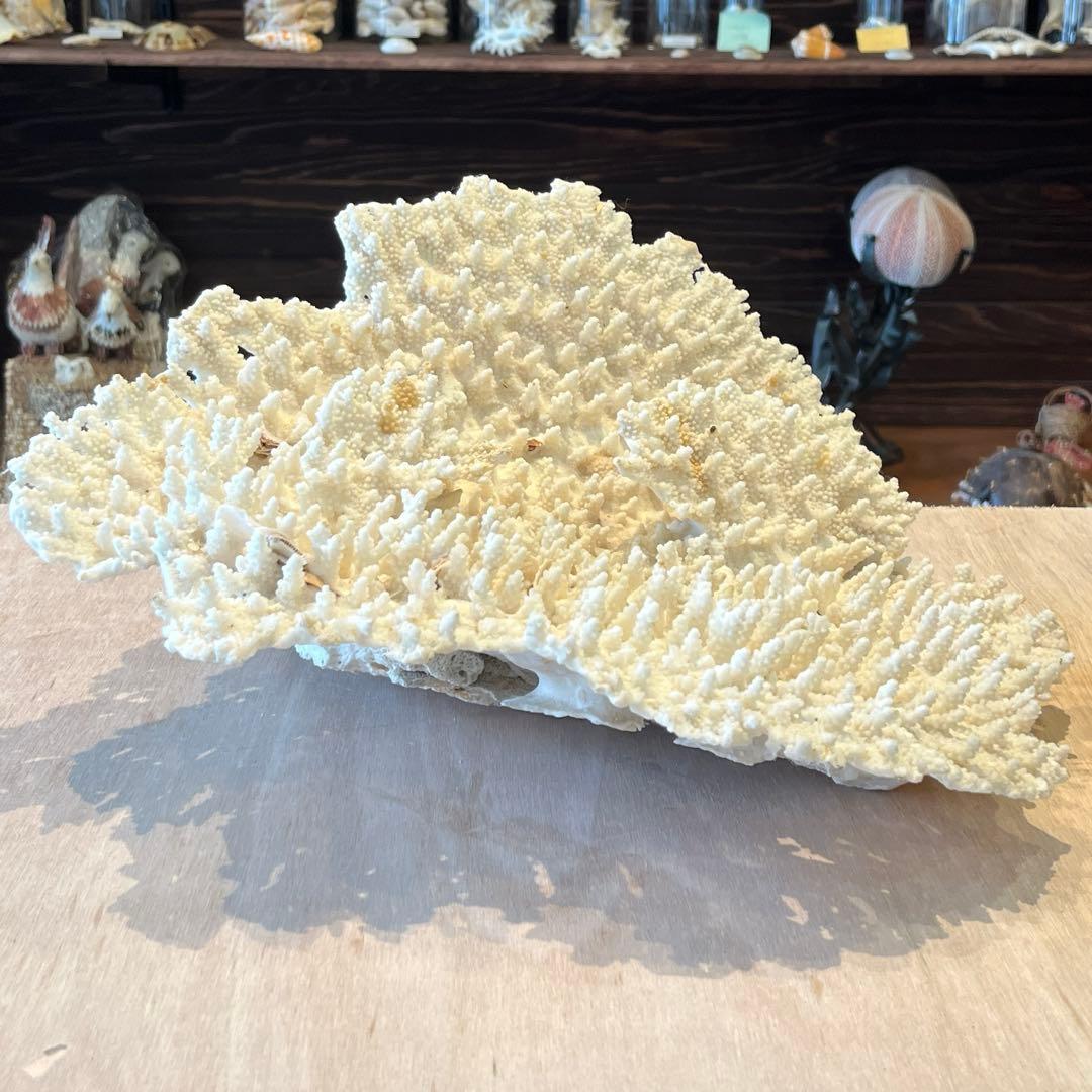 希少　長崎県産　テーブルサンゴ