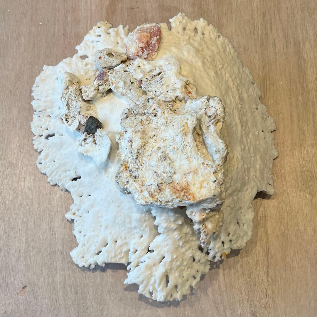 希少　長崎県産　テーブルサンゴ