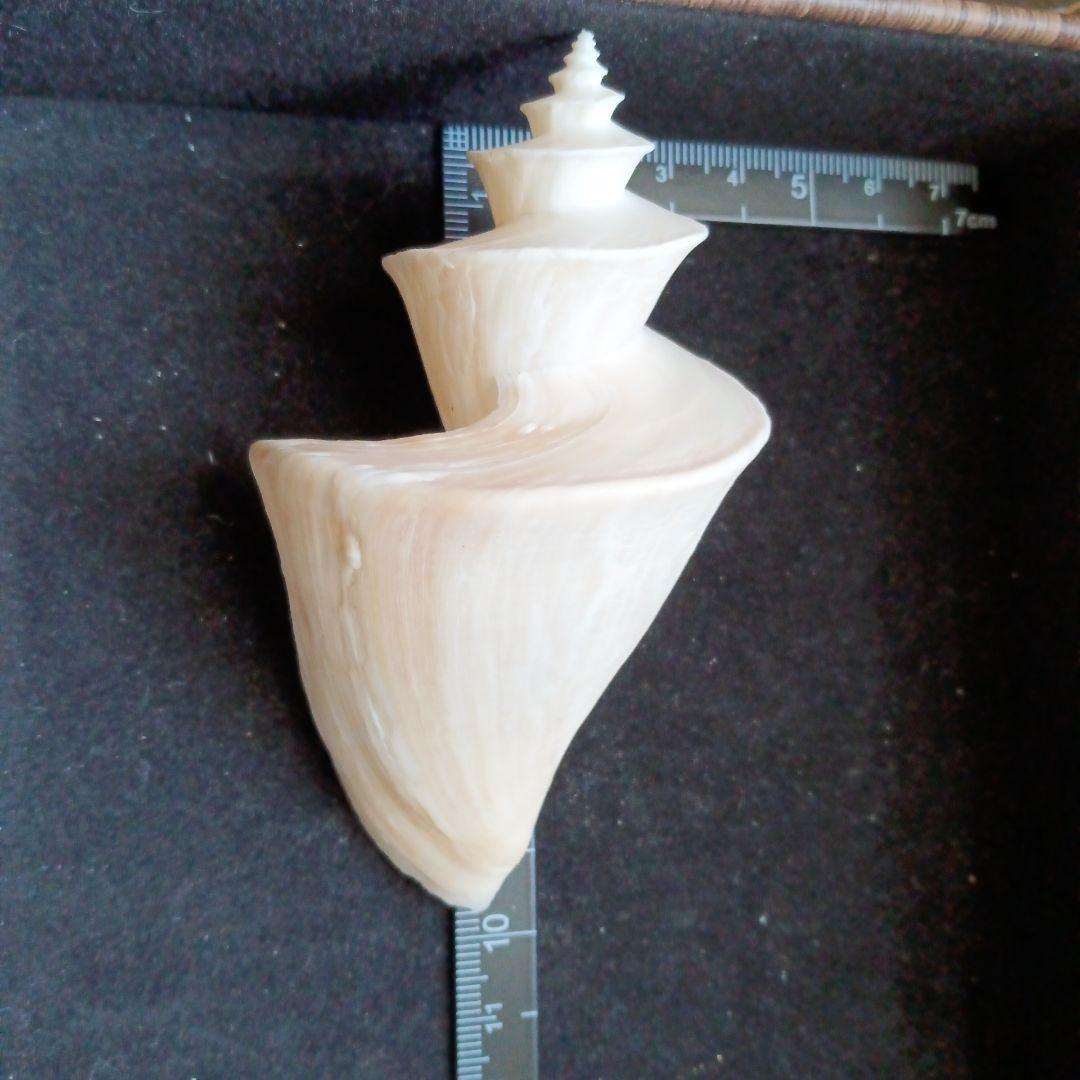 貝殻標本　チマキボラ　③