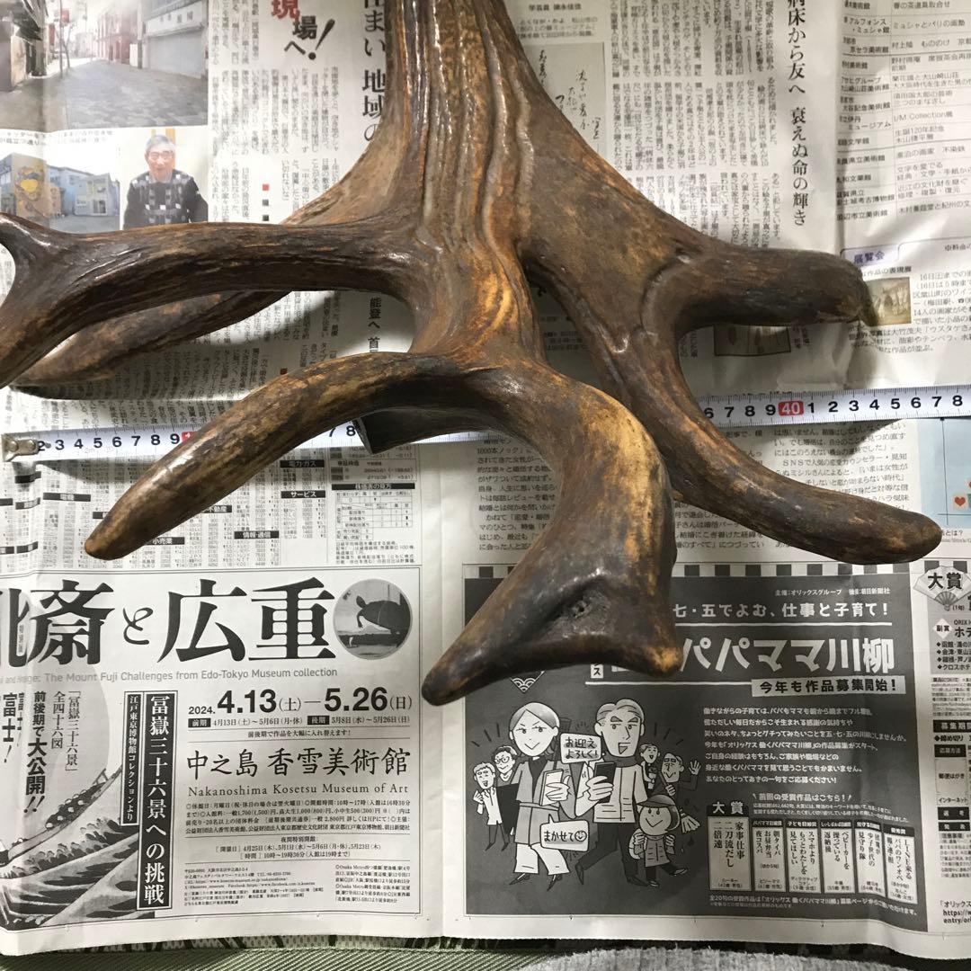 鹿の角　超奇形