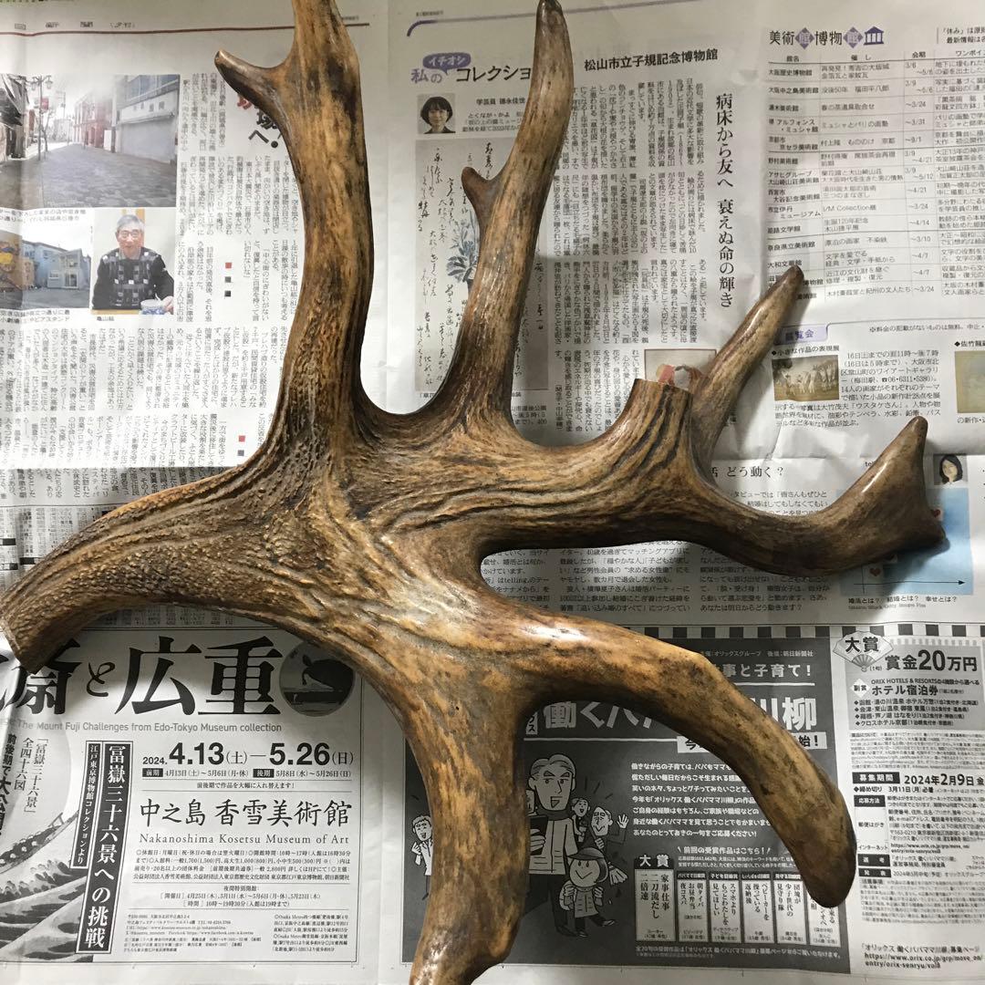 鹿の角　超奇形