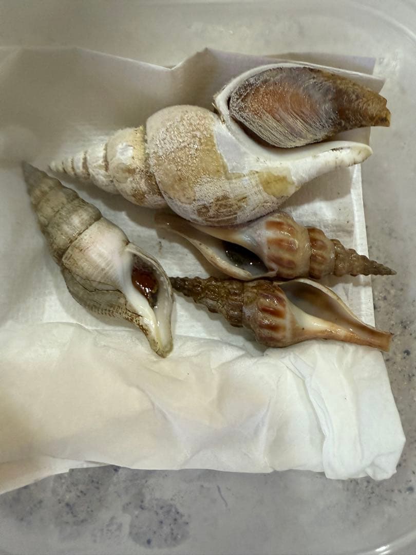 鬼*管様 貝　まとめ売り