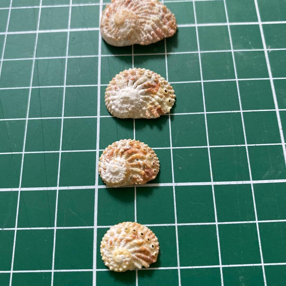 アザミアワビ　貝殻　希少　5個　タヒチ産