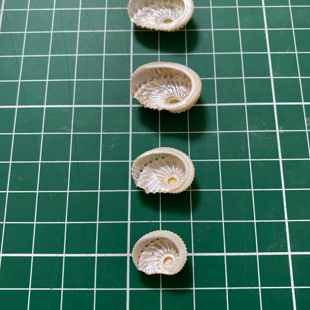 アザミアワビ　貝殻　希少　5個　タヒチ産